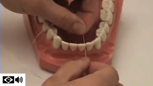 Fio dental sendo usado em demonstração em um modelo de arcada dentária por um estudante de odontologia